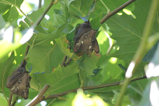 Image of Wahlberg's Epauletted Fruit Bat