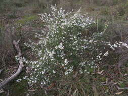 Thryptomene calycina (Lindley) Stapf resmi