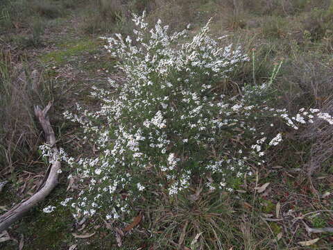 Image of Thryptomene calycina (Lindley) Stapf