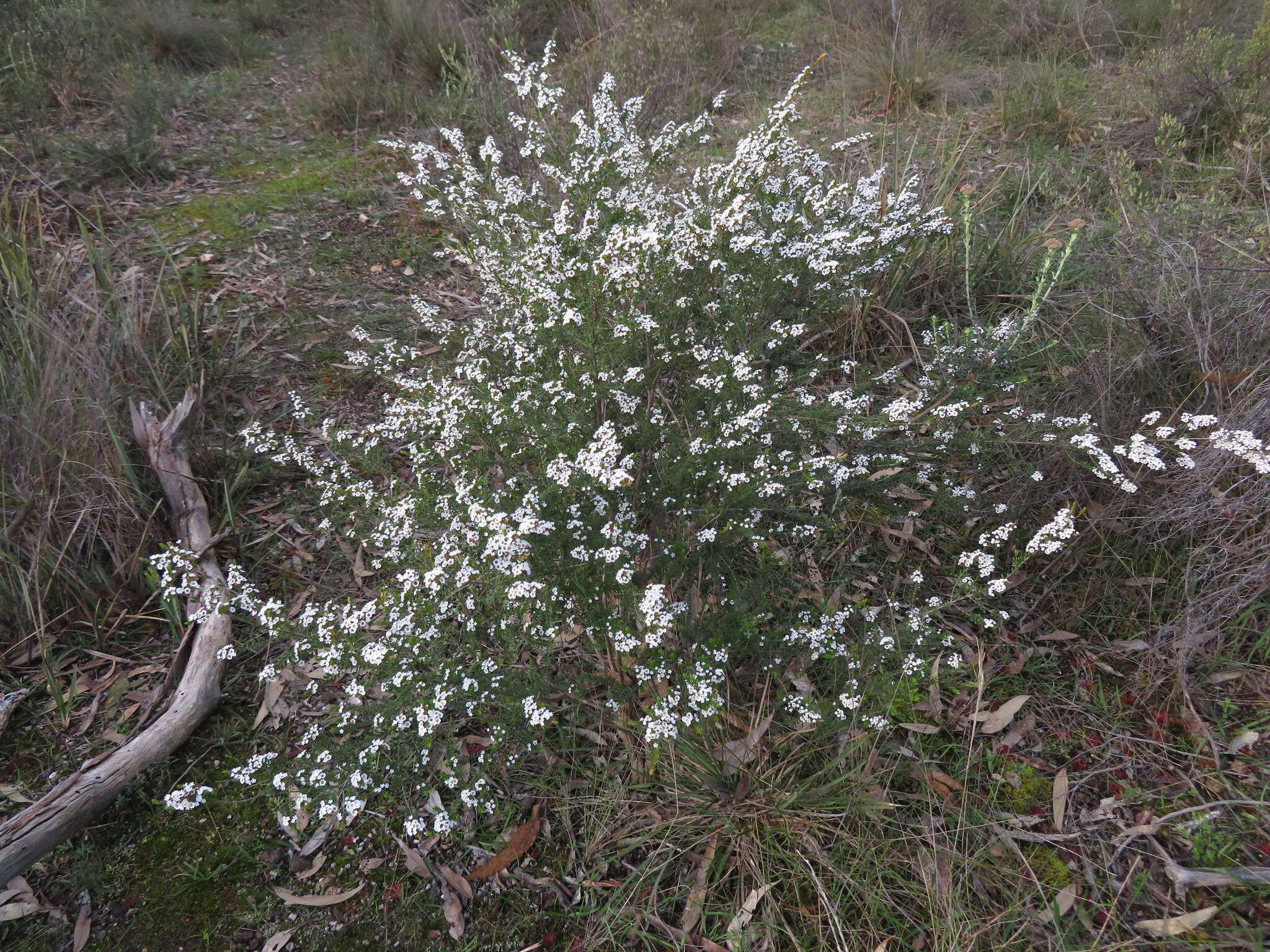 Thryptomene calycina (Lindley) Stapf resmi