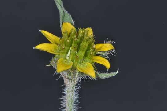 Imagem de Sanvitalia versicolor Griseb.