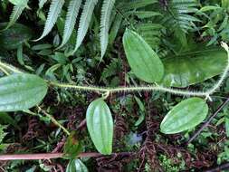 Smilax horridiramula Hayata resmi