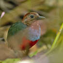 Erythropitta rufiventris (Heine 1860)的圖片