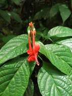 Image of Ruellia humboldtiana (Nees) Lindau