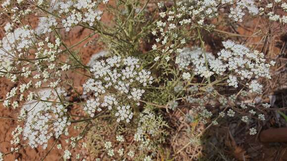 Image of Pimpinella corymbosa Boiss.