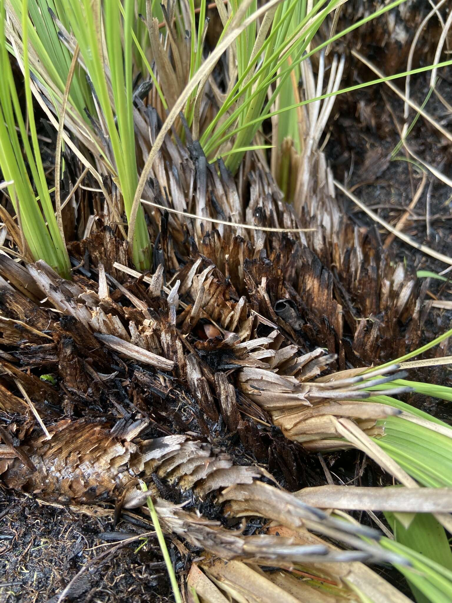 Слика од Coleataenia longifolia (Torr.) Soreng