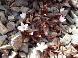 Image of Montia erythrophylla (Heenan) Heenan