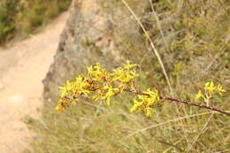 Image of Cyrtochilum revolutum (Lindl.) Dalström