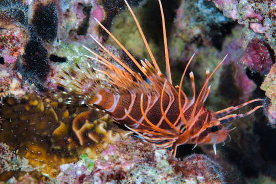 Pterois sphex Jordan & Evermann 1903 resmi