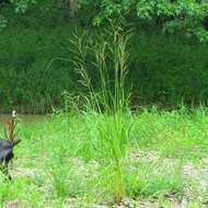 Image of Freshwater Cord Grass