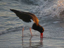 Image of American Oystercatcher