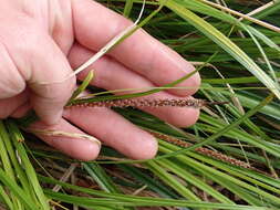 Image de Carex uncinata L. fil.