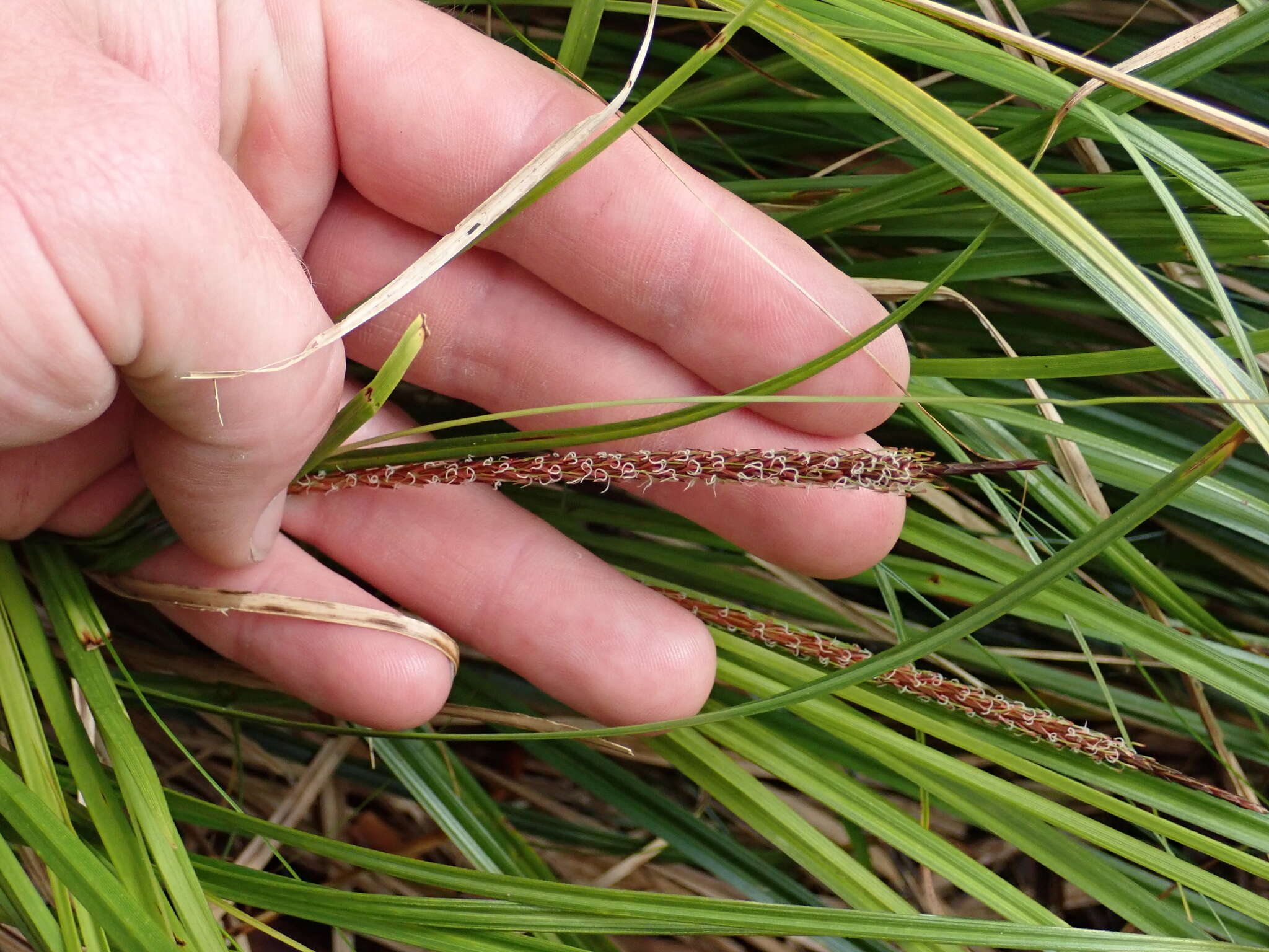 Sivun Carex uncinata L. fil. kuva