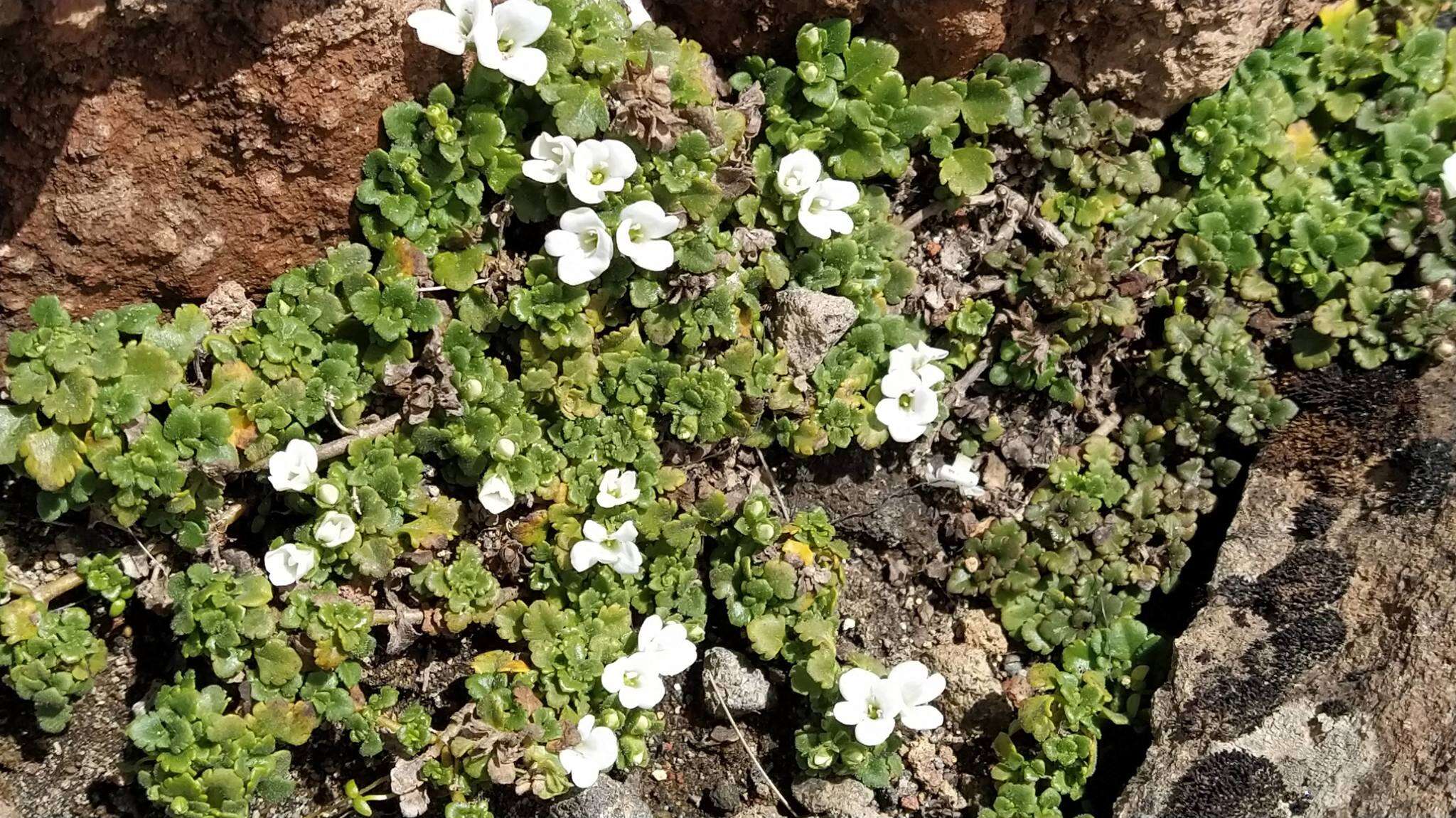 Sivun Veronica spathulata Benth. kuva