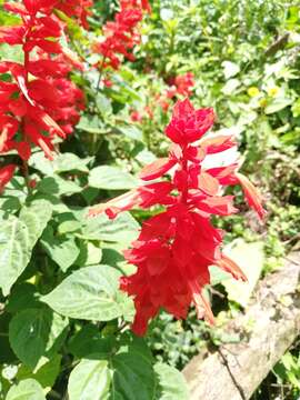 Imagem de Salvia splendens Sellow ex Nees