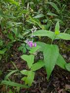 Image of pineoak jewelflower