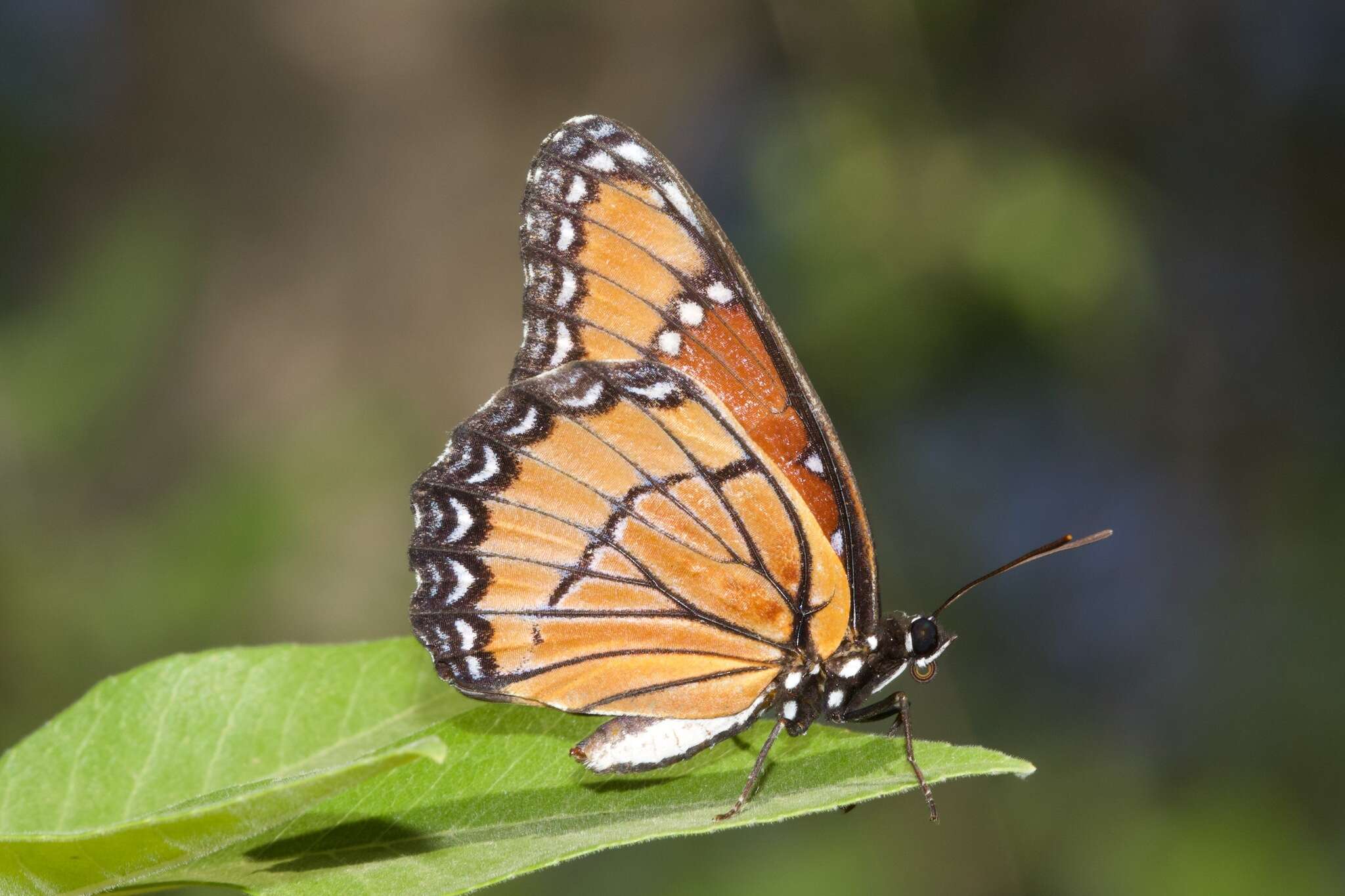 Imagem de Limenitis archippus obsoleta Edwards