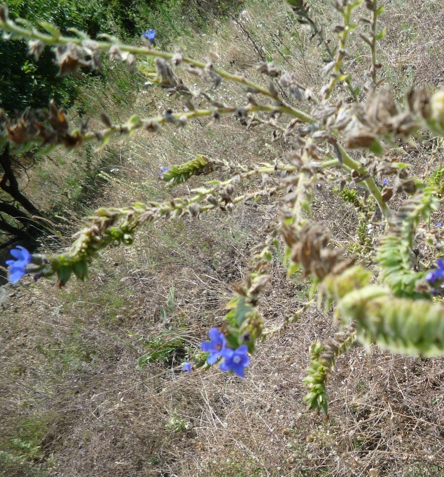 Image of Anchusa procera Bess. ex Link