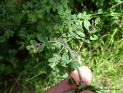 Image of pink snowberry