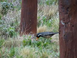 Image of Golden-billed Saltator