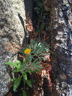 Image of strigose bird's-foot trefoil