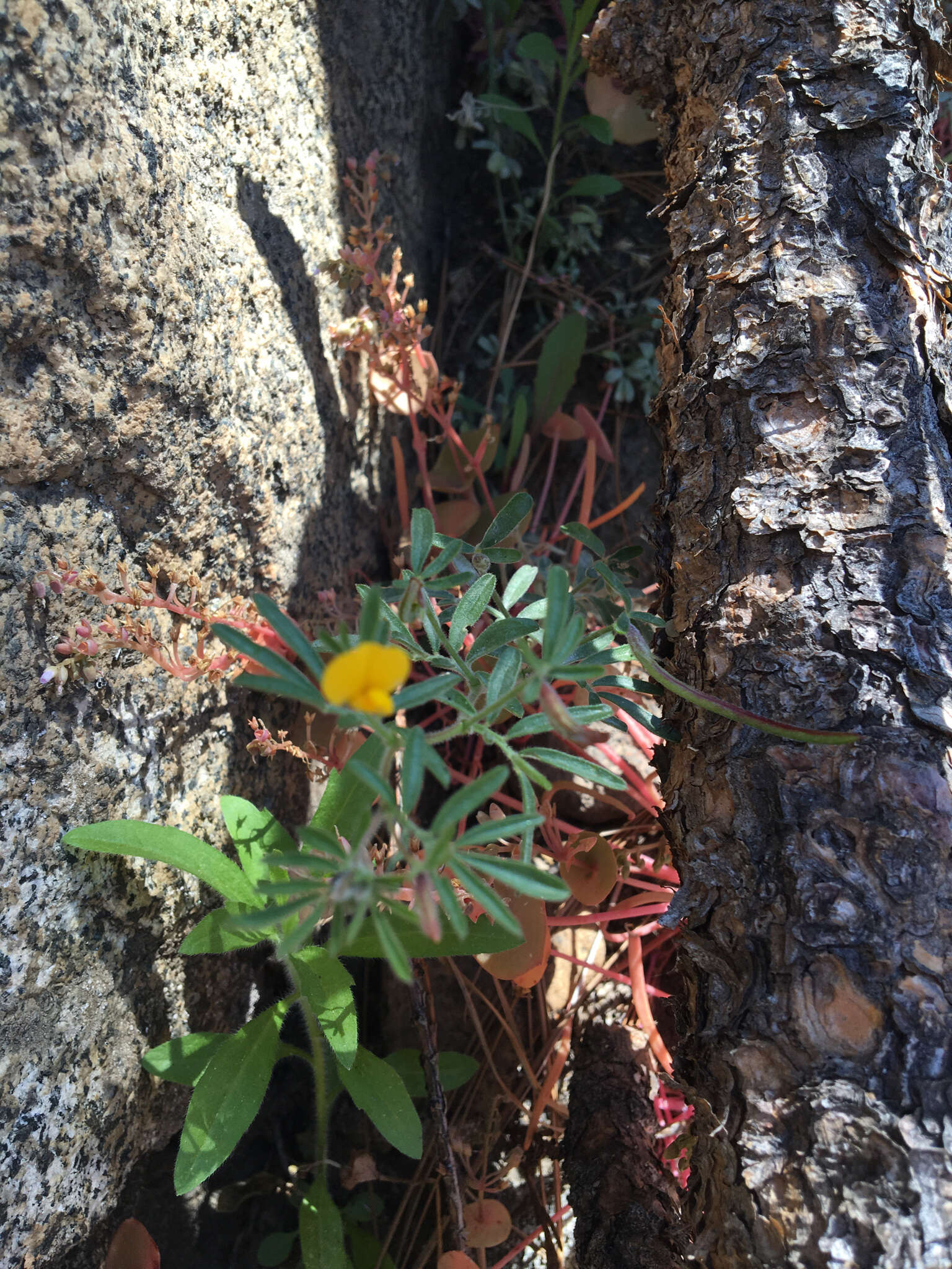 Image of strigose bird's-foot trefoil