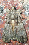 Слика од Ulotrichopus tinctipennis Hampson 1902