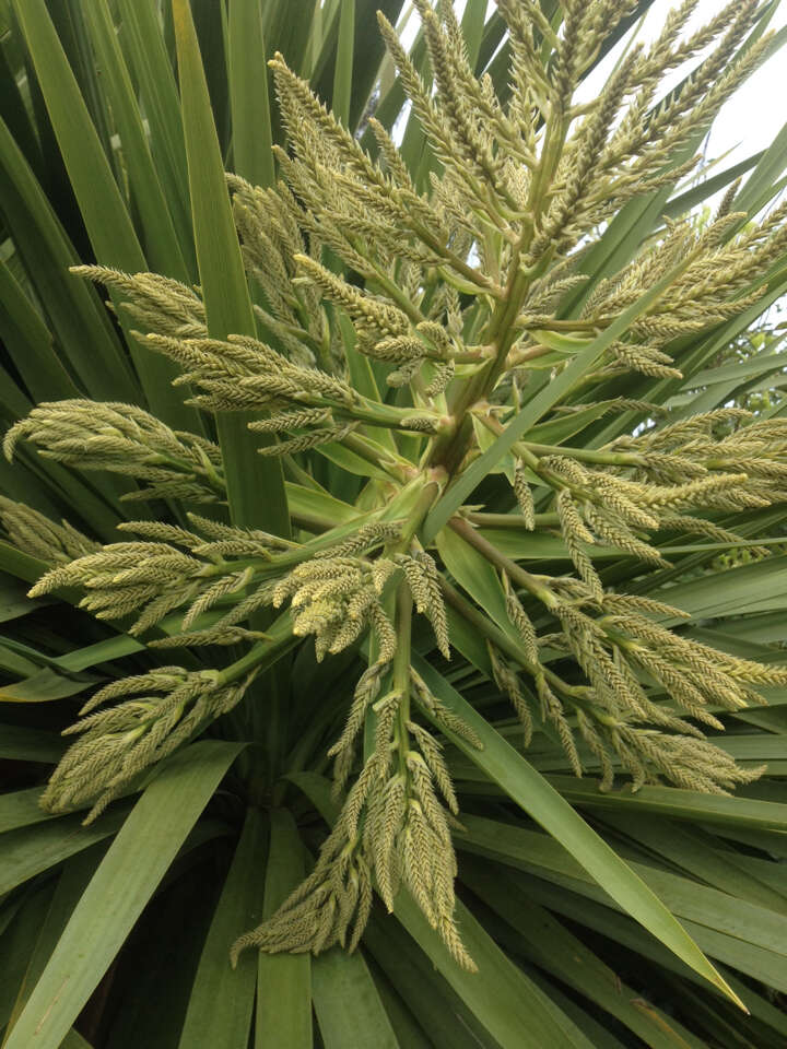 Image of cabbage tree