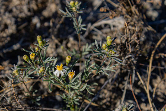 Image of Sonoran pricklyleaf