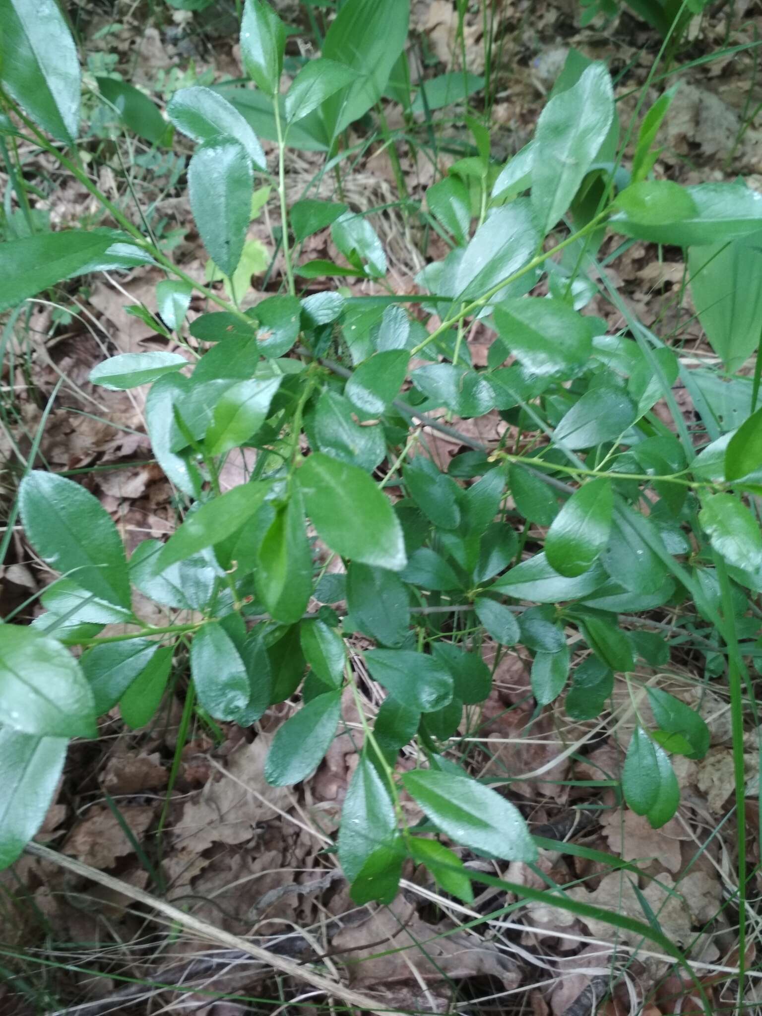 Imagem de Prunus fruticosa Pall.