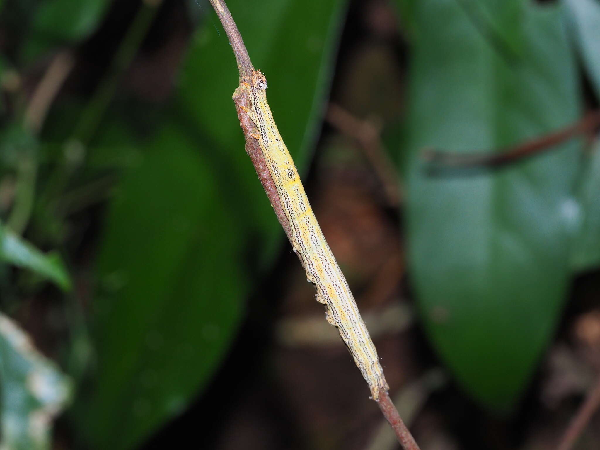 Image of Ericeia inangulata Guenée 1852