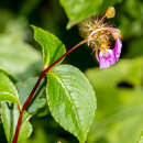 Impatiens bracteata Colebr. ex Roxb. resmi