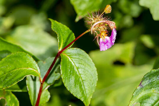 Image de Impatiens bracteata Colebr. ex Roxb.