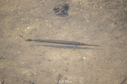 Image of Banded needlefish