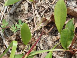 Image of eastern showy aster