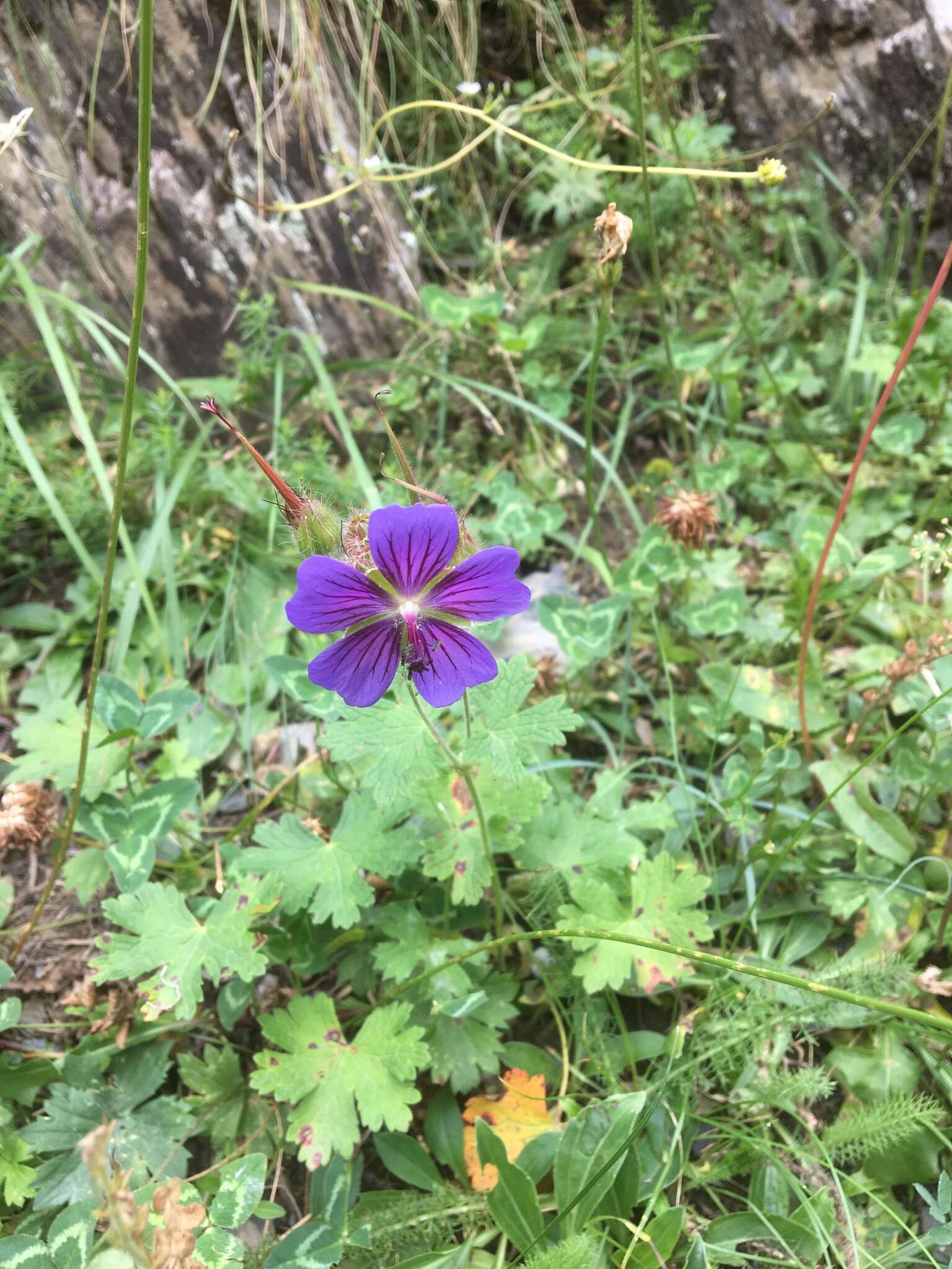 Image of Glandular Crane's-bill