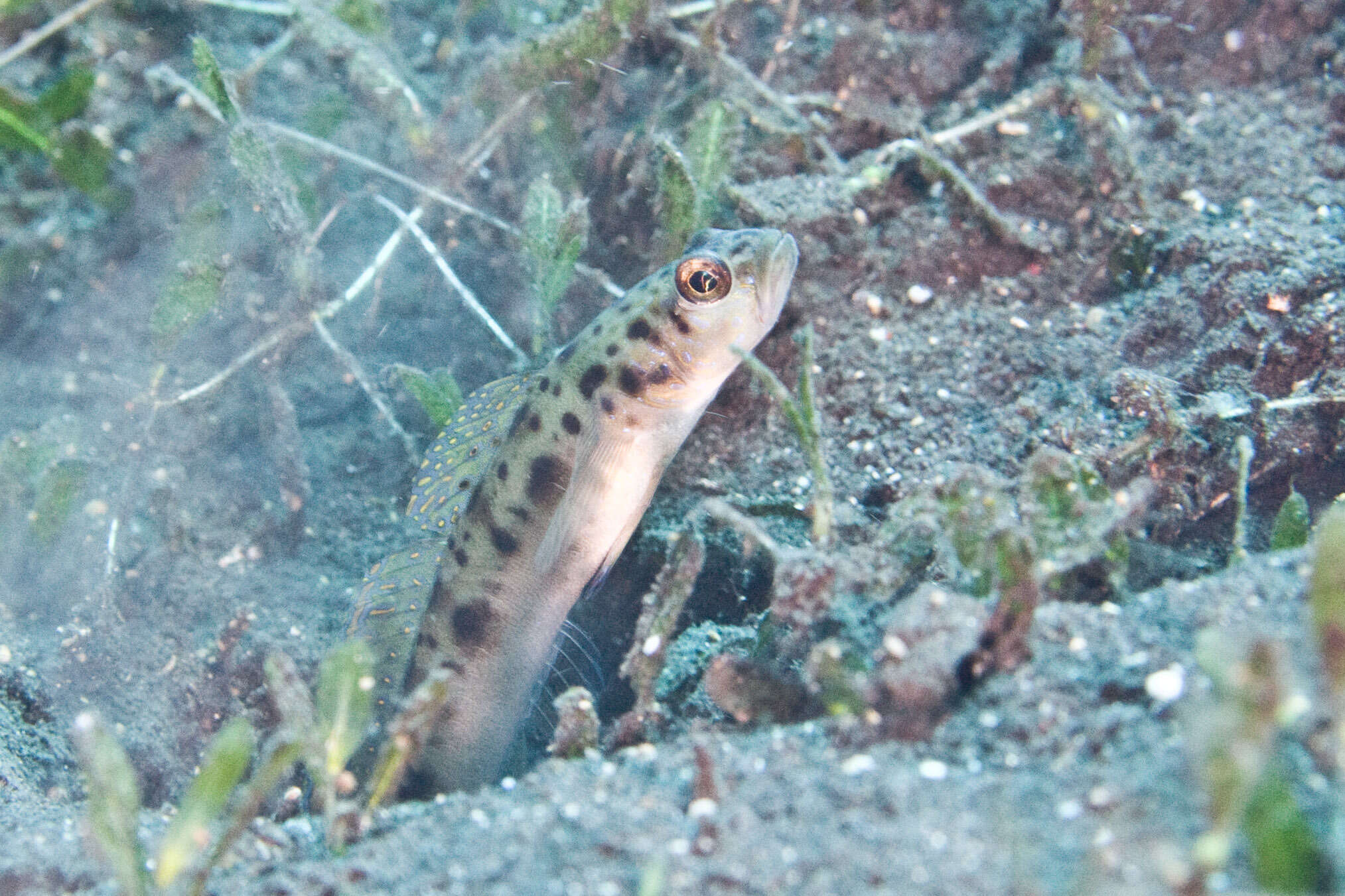 Image of Ambanoro shrimpgoby
