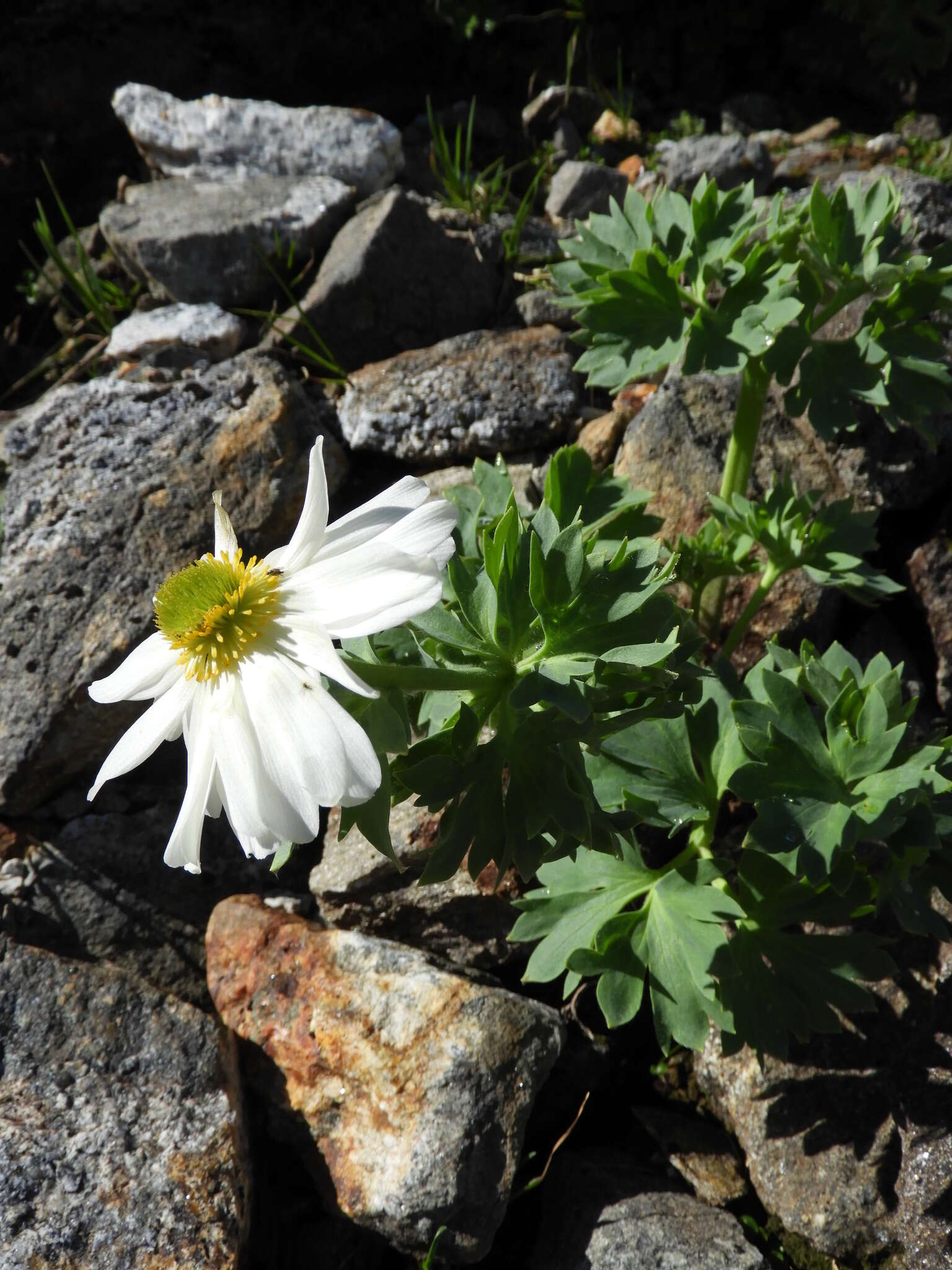 Слика од Ranunculus buchananii Hook. fil.