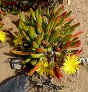 Image of Glottiphyllum peersii L. Bol.