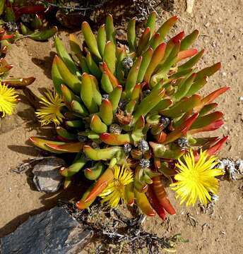 Image of Glottiphyllum peersii L. Bol.