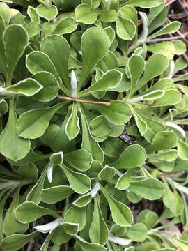 Imagem de Antennaria marginata Greene