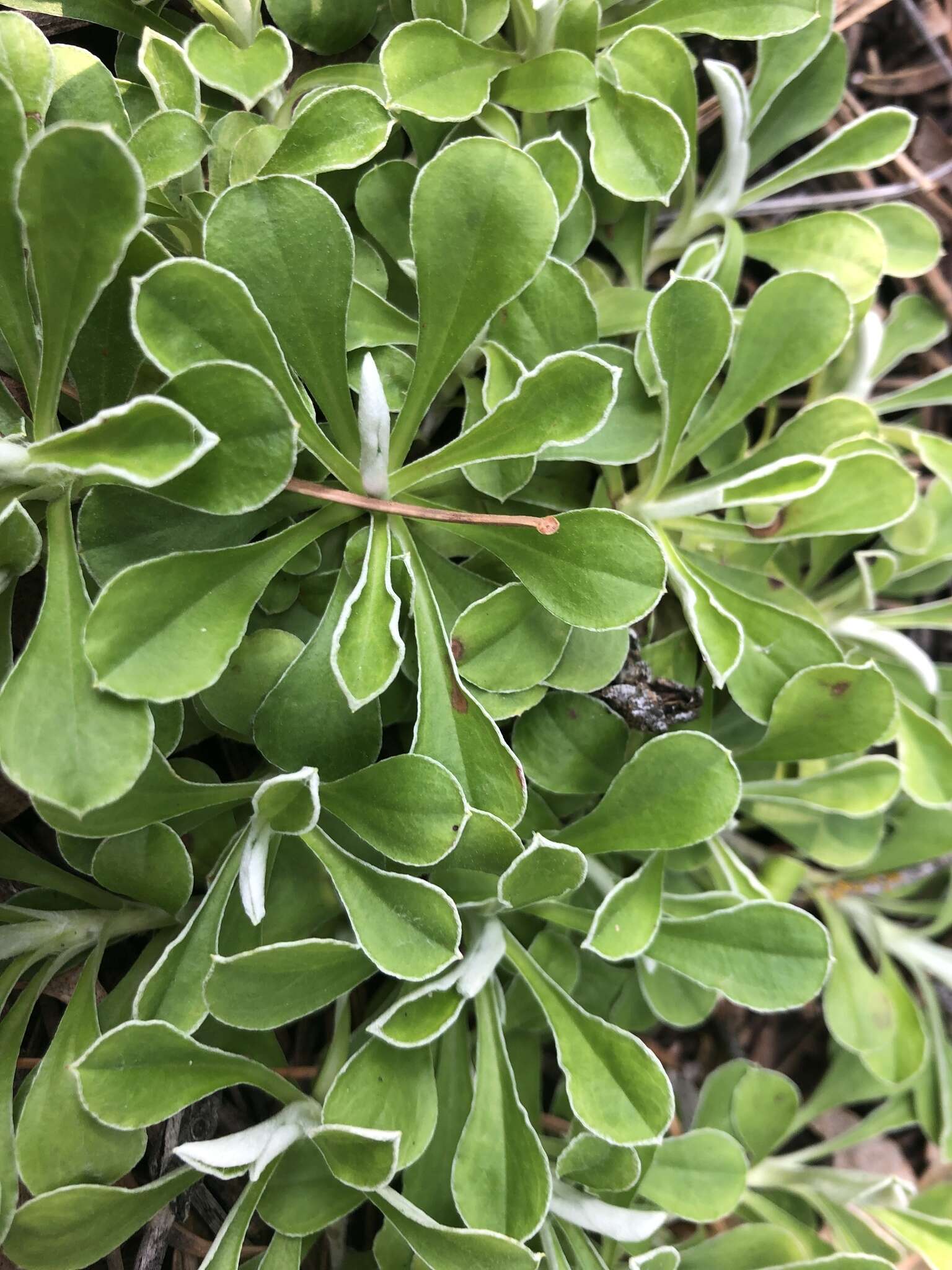 Imagem de Antennaria marginata Greene