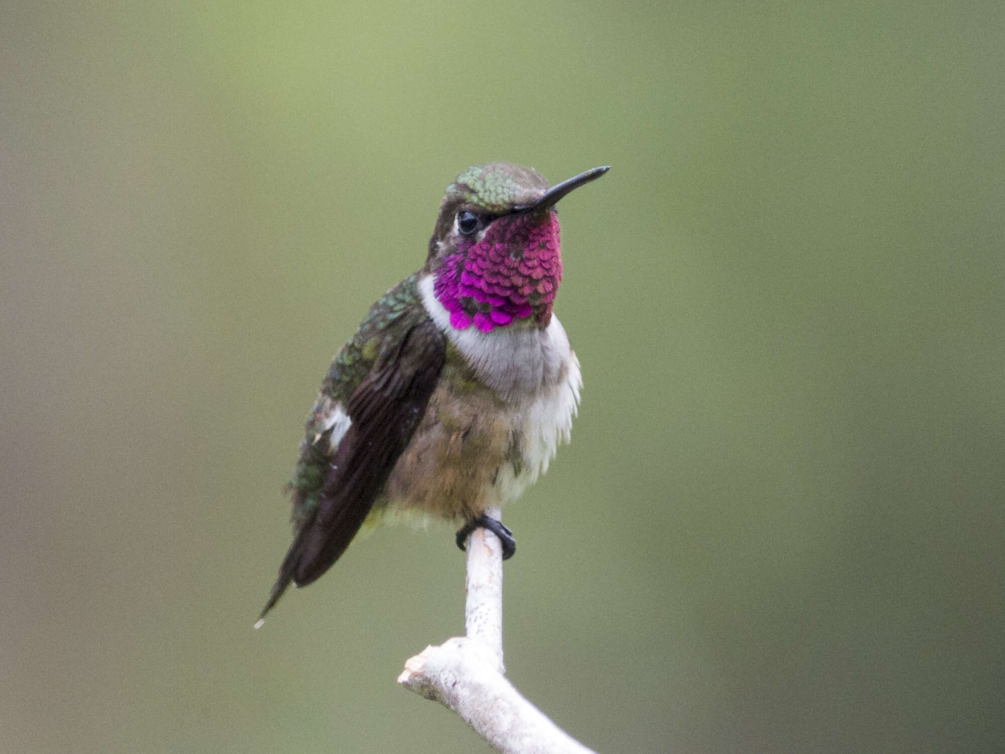 صورة Chaetocercus jourdanii (Bourcier 1839)