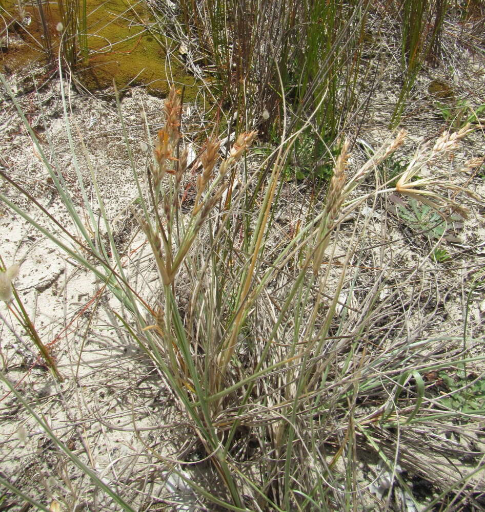 Image of Spinifex sericeus R. Br.