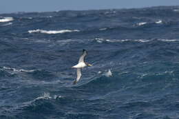 Image of Chatham Albatross