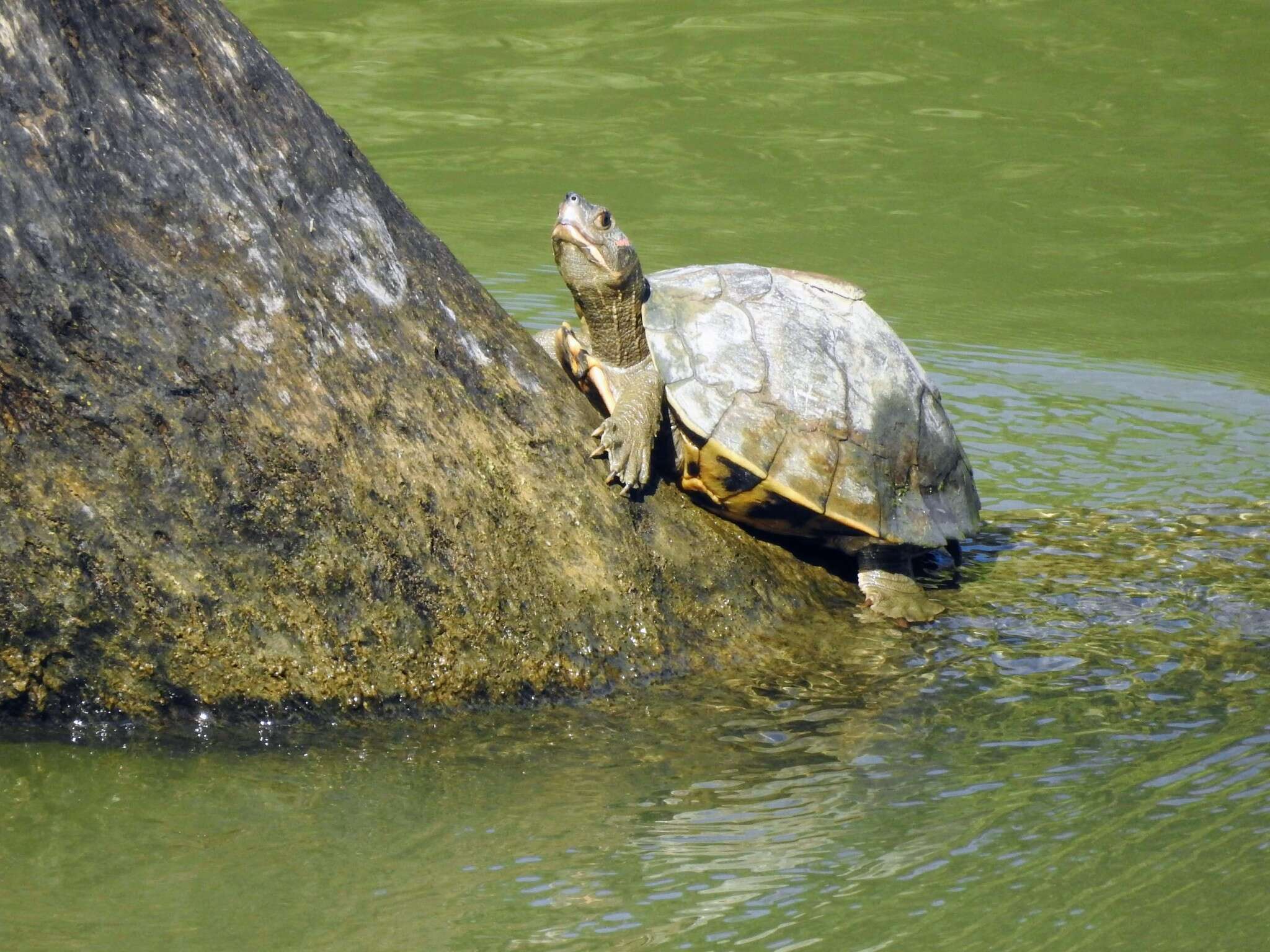 Image of Assam Roofed Turtle