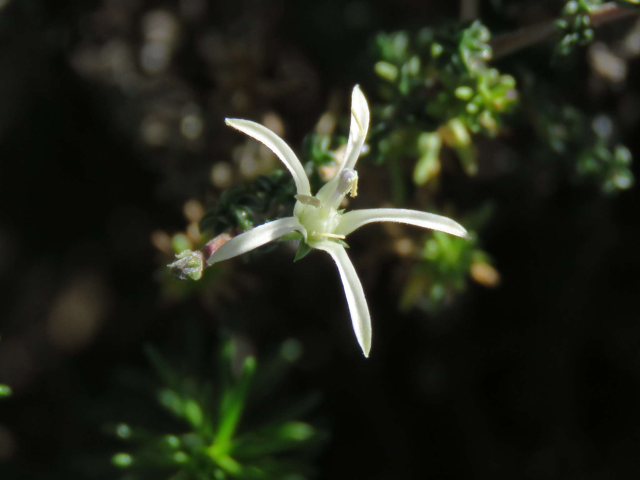 صورة Wahlenbergia nodosa (H. Buek) Lammers