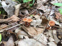 Image of Laccaria laccata var. laccata