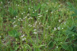 Image of narrow-fruited cornsalad