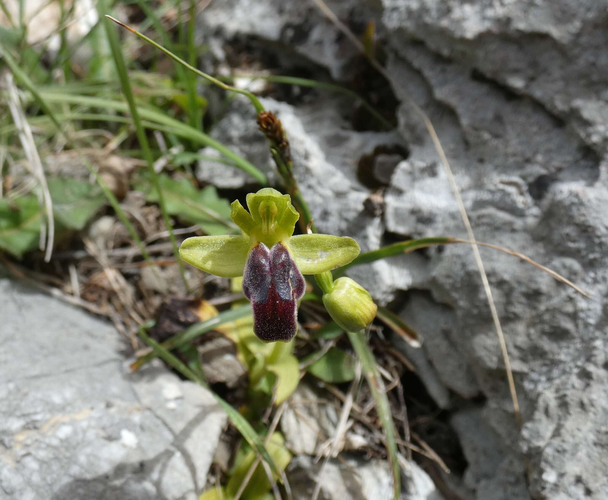 Image of Ophrys fusca subsp. cinereophila (Paulus & Gack) Faurh.